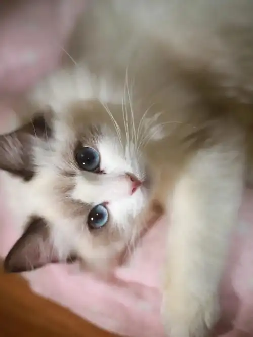 美猫没人不爱#猫  #布偶猫  #我家宠物好可爱