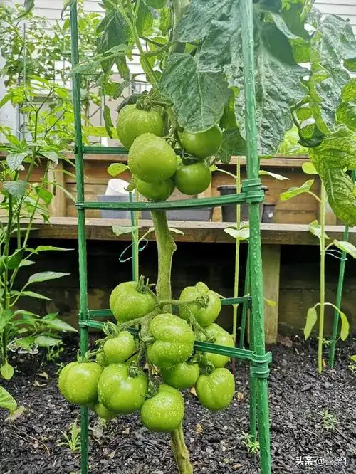 城市楼顶种菜:西红柿架子这样搭,再也不会被风吹倒了