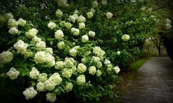 共青森林公园木绣球绽放 满树"小清新"带来希望