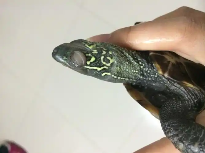 新人不太会养龟,我的中华龟眼睛变成这样了该怎么办?