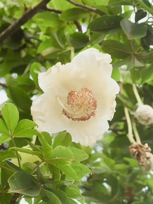 难得一见的花猴面包树