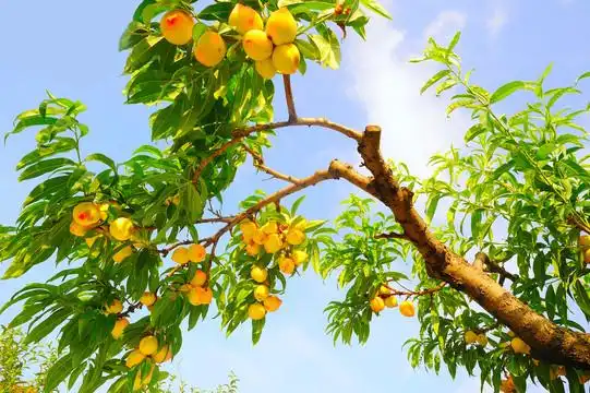 黄桃摄影图__水果_生物世界_摄影图库_昵图网nipic.com