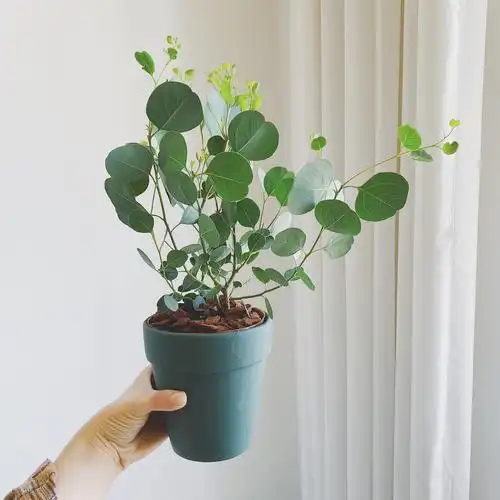 尤加利盆栽 ins风网红植物澳洲圆叶苹果桉多花桉银水滴净化空气--爱鉴