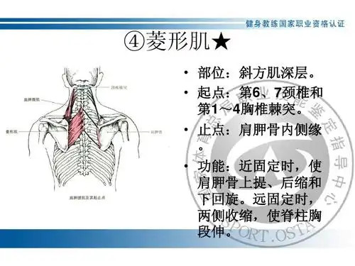 ④菱形肌★   部位:斜方肌深层.   起点:第6,7颈椎和 第1~4胸椎棘突.