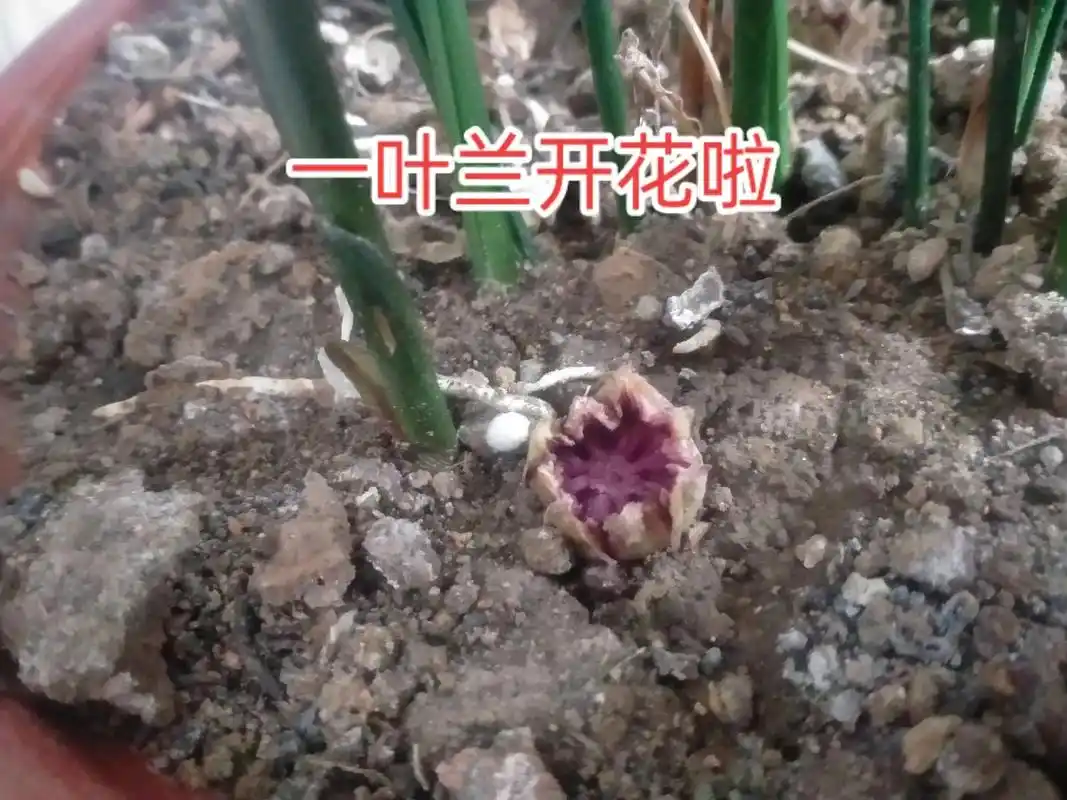 一叶兰开花啦