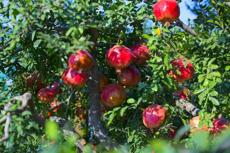 石榴熟了:金秋十月,石榴满枝,河阴软籽石榴皮薄汁满,现己到收获时节