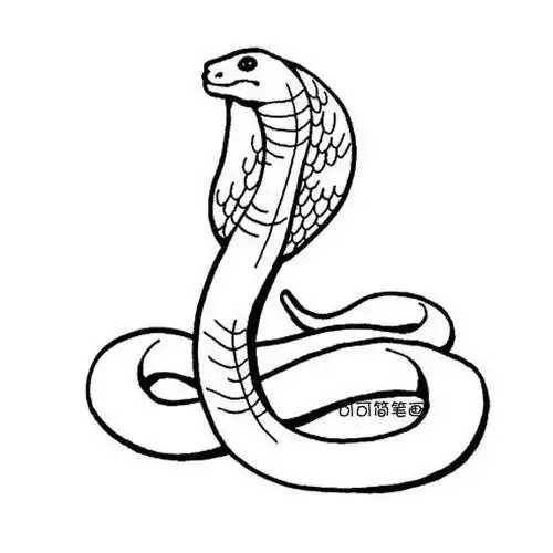 眼镜蛇简笔画图片动物简笔画野生动物简笔画眼镜蛇的简单画法.