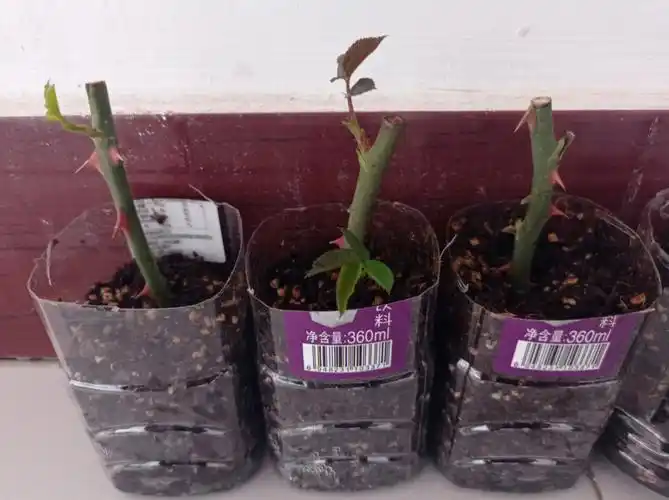 扦插 #玫瑰花95买来的玫瑰花,千万别浪费,自己动手,是不是就可以