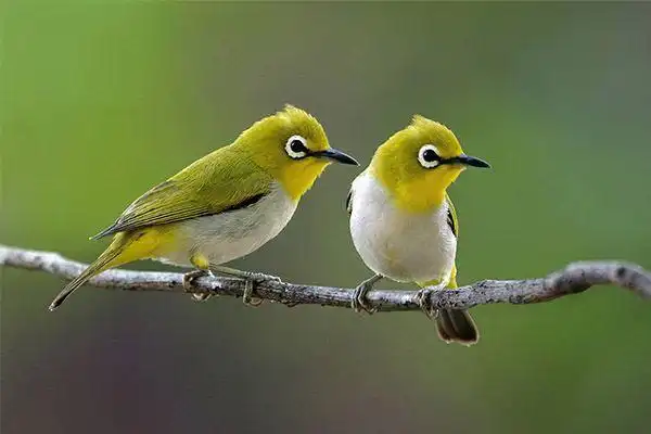 十大鸣鸟排行,盘点那些长得好看,叫声好听的鸣鸟_动物之最_第一排行榜