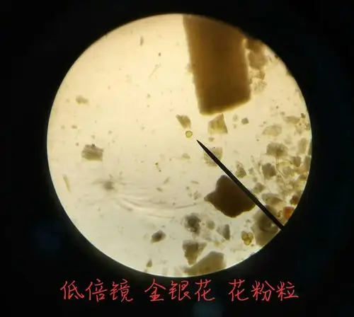 不敢相信这是金银花的花粉粒