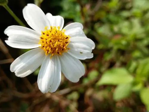 【xshot】各种野花