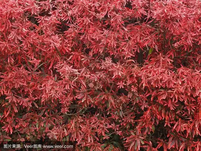 红色的叶子灌木