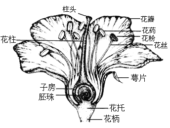 眼睛能分别雄花或雌花吗
