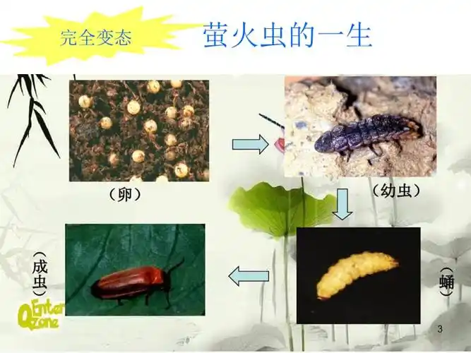 萤火虫小档案ppt课件ppt