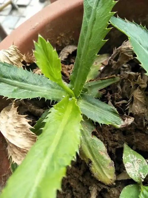 美味可口,必不可少的一个菜味,反鬼盐西,您,值得拥有!