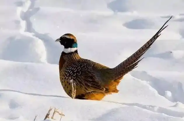 东北野鸡泛滥成灾,却无人敢吃?农民讨厌但又无可奈何!