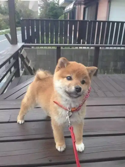 小时候的柴犬宝宝,个个都是软萌软萌的小天使!