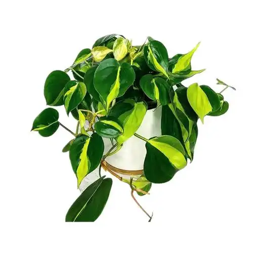 鲜花速递/花卉仿真/绿植园艺购买领券购买22元原价:22元花叶杏叶藤