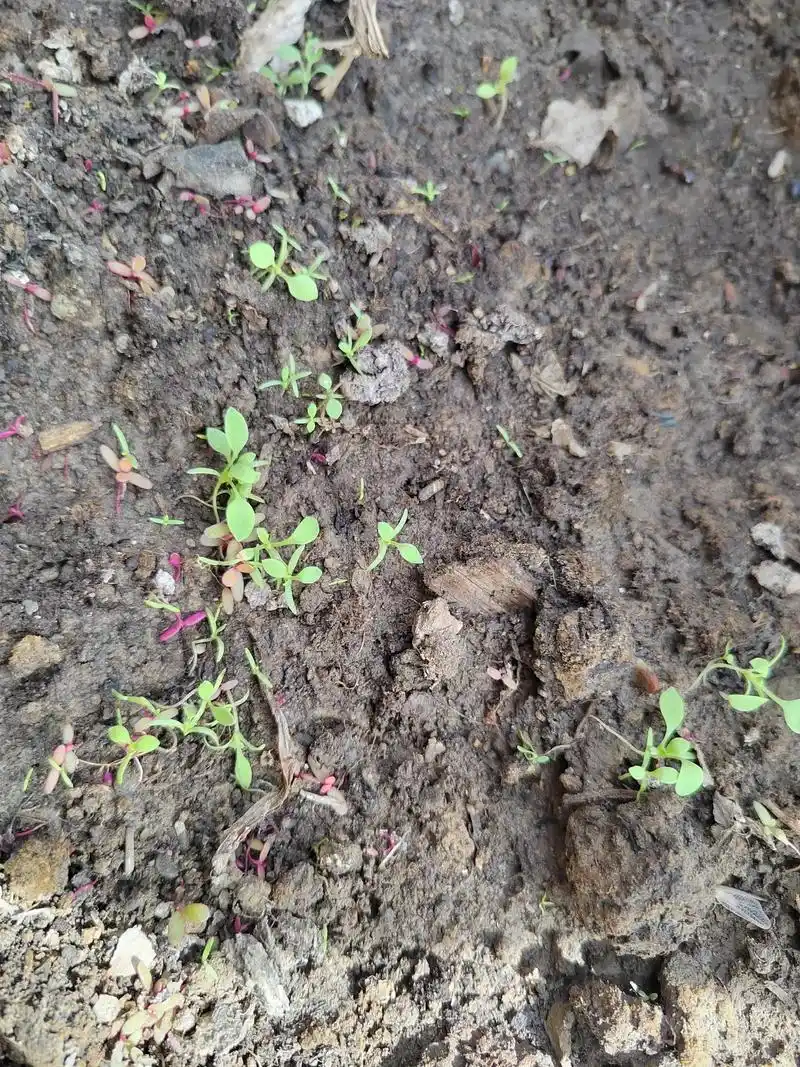 虞美人生长实拍#抖音新农人 #一花一草一世界  - 抖音