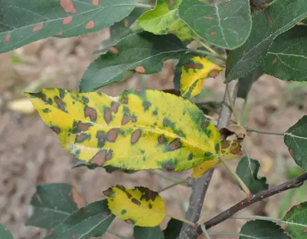 苹果果树苗包邮价格
