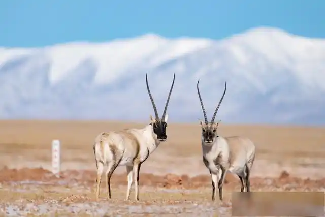 在可可西里拍摄的藏羚羊(1月20日摄). 新华社发(潘彬彬摄)