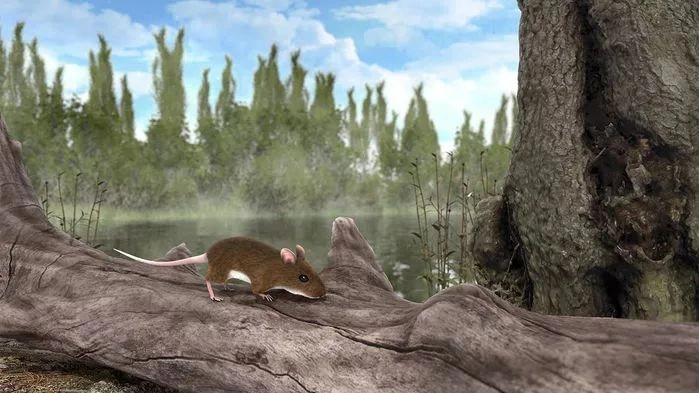 化石中的老鼠曾生活在300万年前的德国中部地区.