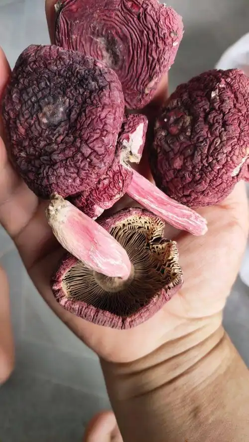 福建野生红菇,诚信为本,价钱实惠,送亲朋好友,谢谢亲的支持