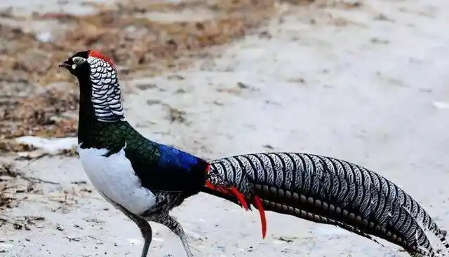 上万只野鸡席卷东北,数量多到撞墙,为啥连吃货都无能为力|鸟类|野生