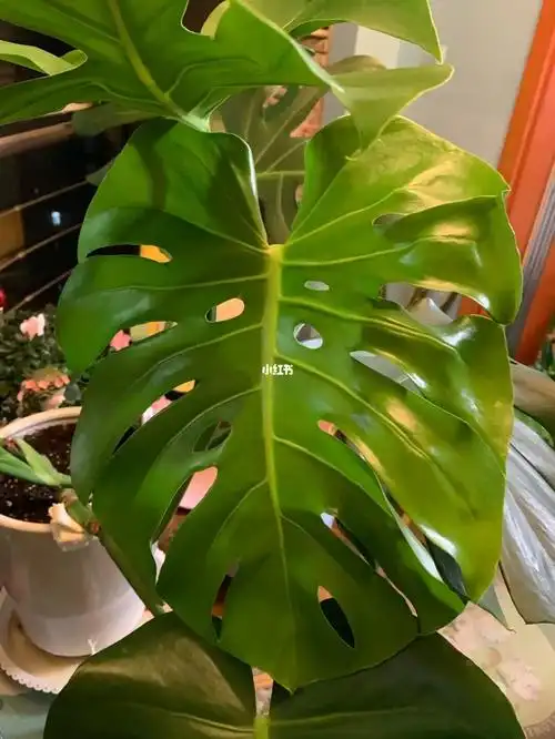 龟背竹太喜欢阳光7715啦……在屋子里一个月还耷拉着新叶子搬到