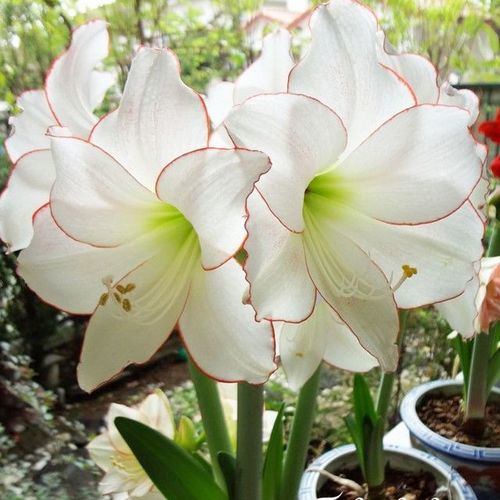 现货进口重瓣朱顶红种超大弗雷鬼魅孔雀黛丝种球