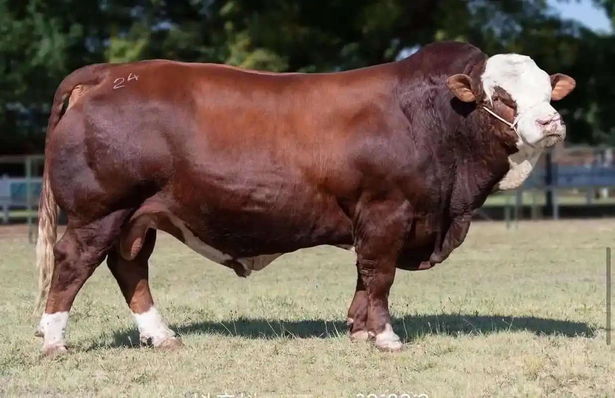 喜欢养牛的朋友关注我 #西门塔尔小公牛 #西门塔尔 虽然行 - 抖音