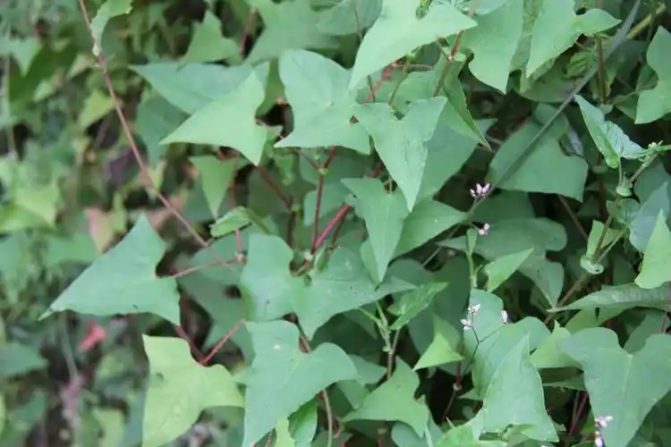 庆元植物762-蓼科-蓼属-刺蓼-柳绿花红-搜狐博客