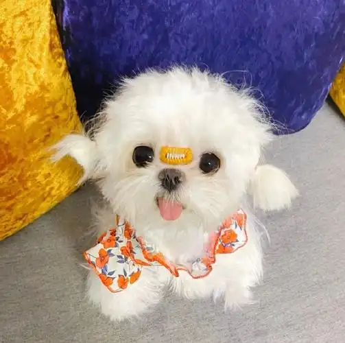 扎辫子的狗狗也太可爱了吧##铲屎官的假期