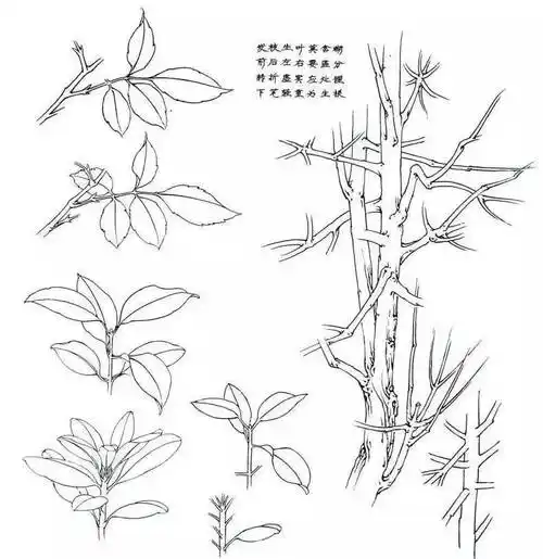 工笔花鸟白描写生要点