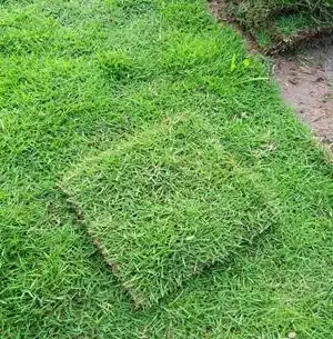 源发草场台湾草皮草质柔软台湾草易成活台湾草卷植株低矮