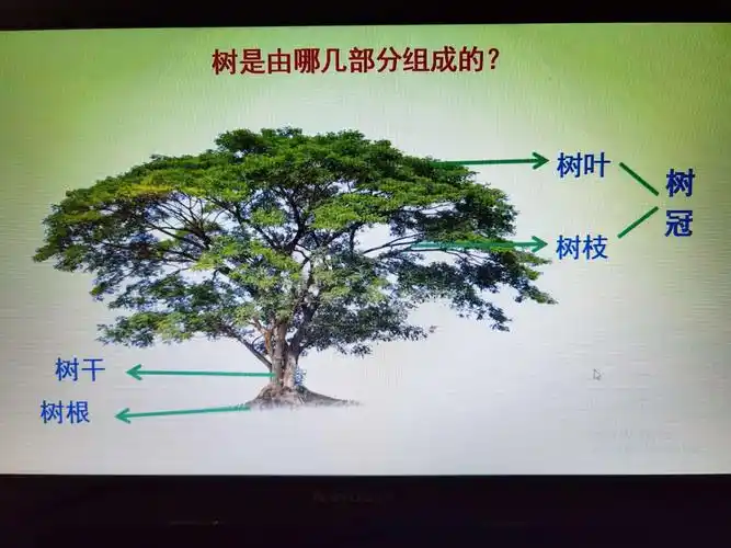 第二十周一,二年级美术课1