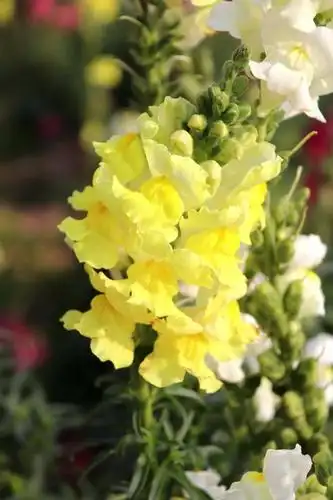 【认认身边的植物-观赏植物】金鱼草--色彩斑斓花景秀丽 - 花草鱼虫