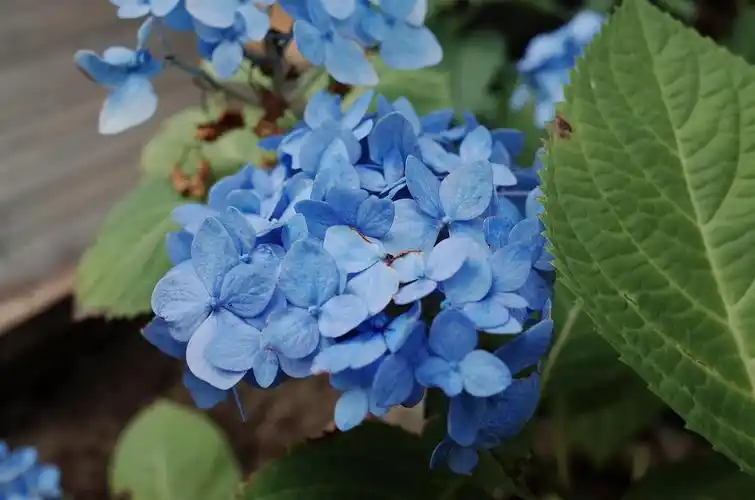 超爱蓝色绣球花