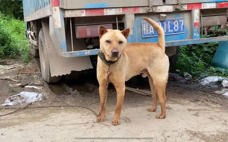 拥有葫芦头猫耳枪尾的土猎犬是很多人梦寐以求的,可狗主不懂货