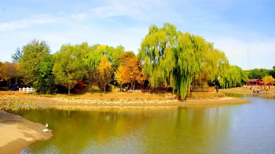 东坝郊野公园游银杏林