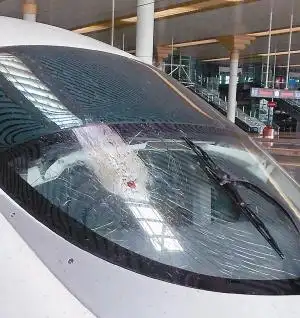 飞鸟撞高铁乘客大换车
