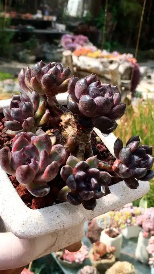 黑水晶玫瑰·精品老桩 29890