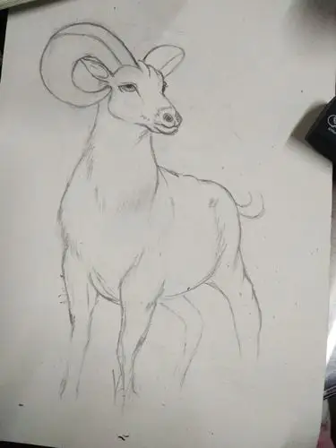 速写练习-大角羊 - 简书