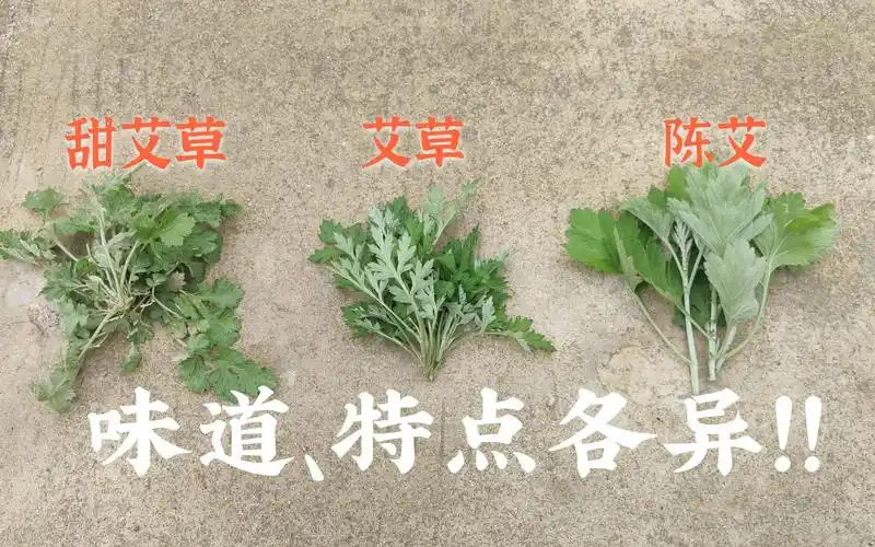 3种艾草作用不同味道各异