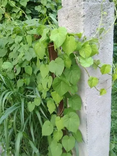 这是什么草,会爬藤的,叫什么名字?