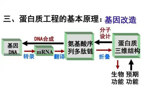 高二生物蛋白质工程的崛起ppt