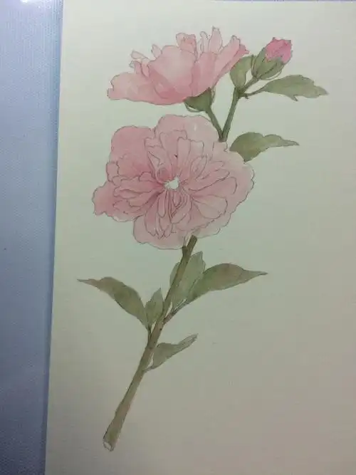 【水彩过程】粉紫重瓣木槿 - 简书