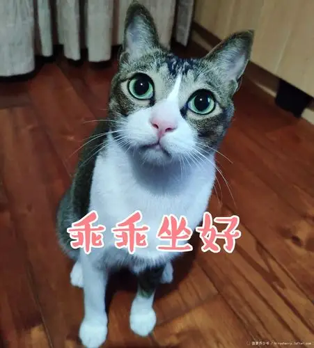 来点表情包吧06-菠萝乔少爷