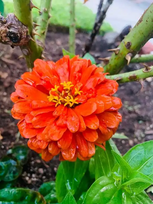 其它 多彩的各种非洲菊 写美篇  蒙自火石花 拉丁学名:gerbera.