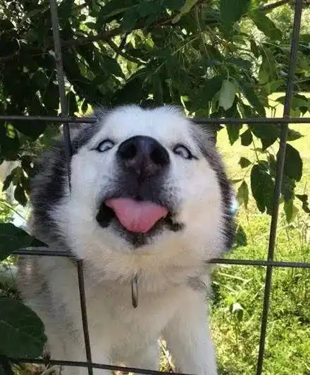 狗狗视频哈士奇,哈士奇和阿拉斯加的区别,二货哈士奇与主人打架 - ou